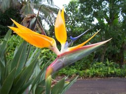 Strelitzia
regina (Bird of
Paradise)