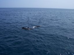 Dolphins - off the coast of
Lanai'