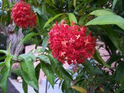 Ixora coccinea