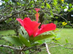 Hibiscus rosa-sinensis